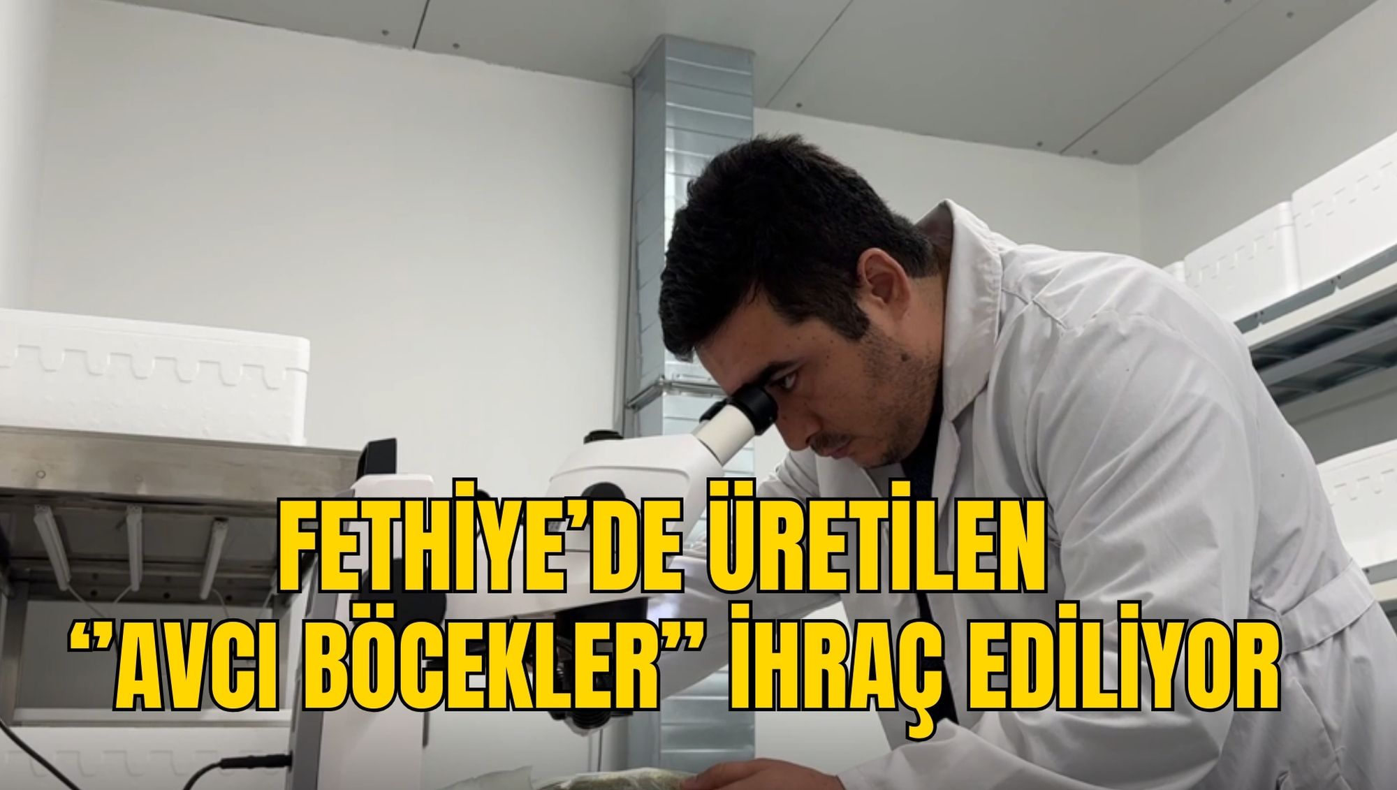 FETHİYE’DE ÜRETİLEN ‘’AVCI BÖCEKLER’’ İHRAÇ EDİLİYOR