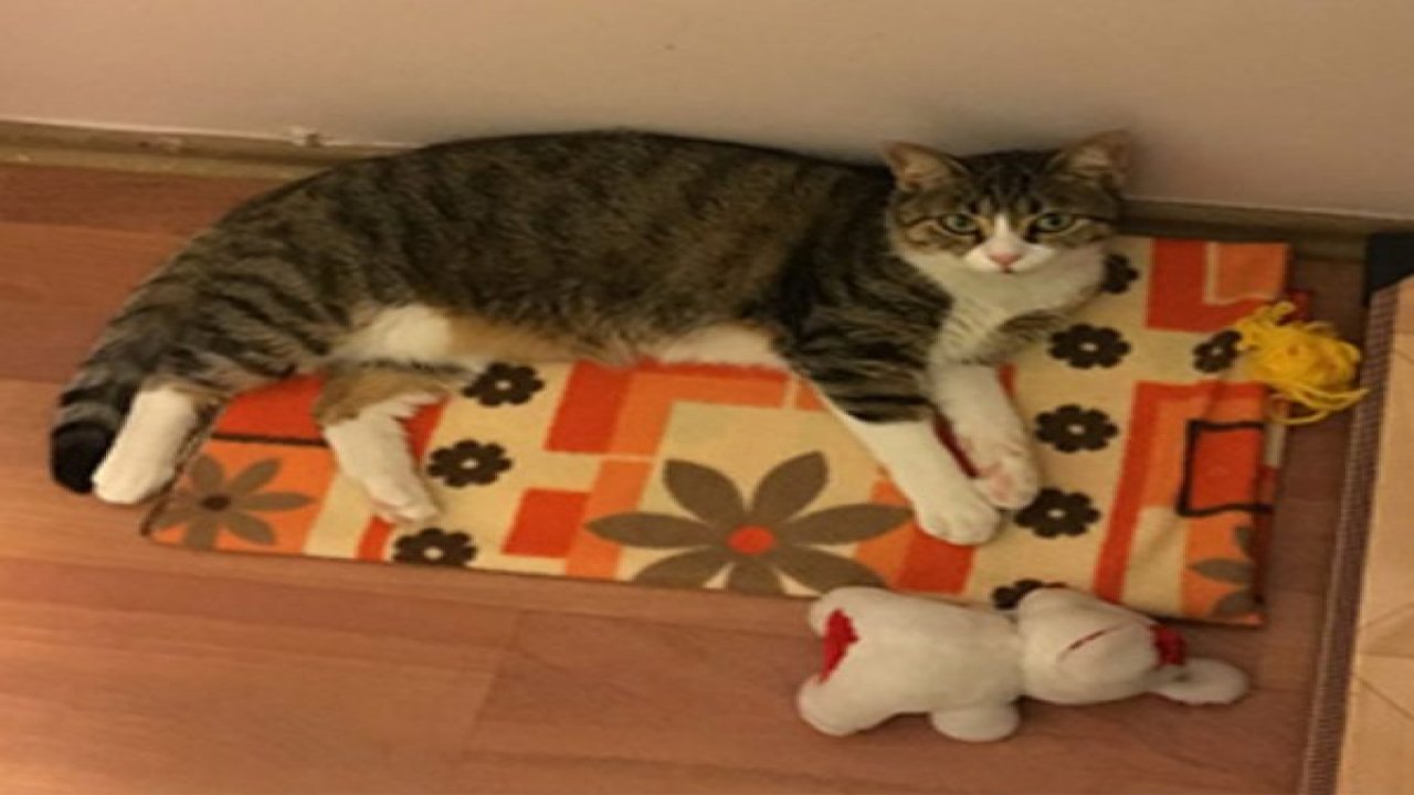 25 kediyi elleriyle besliyorlar