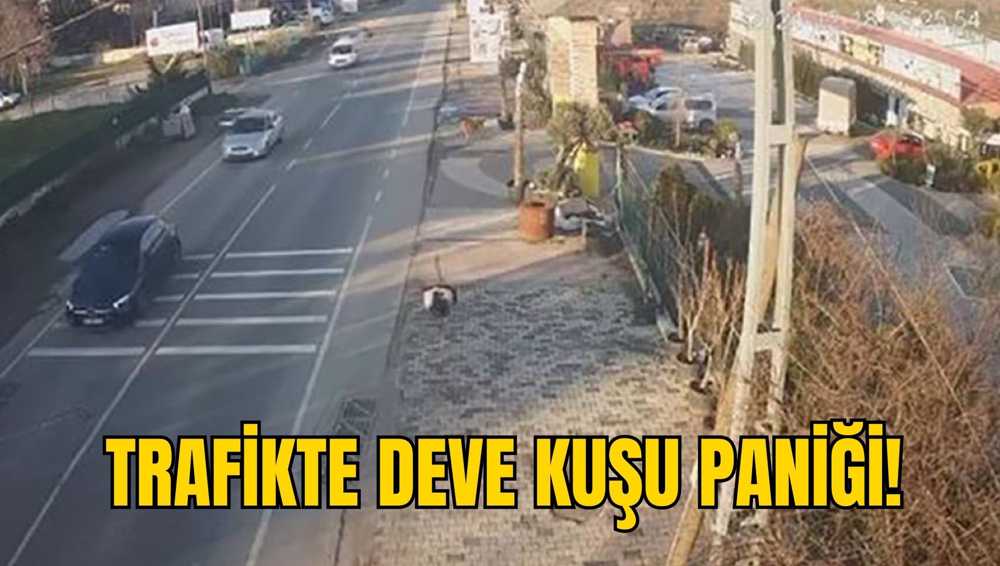 TRAFİKTE DEVE KUŞU PANİĞİ!