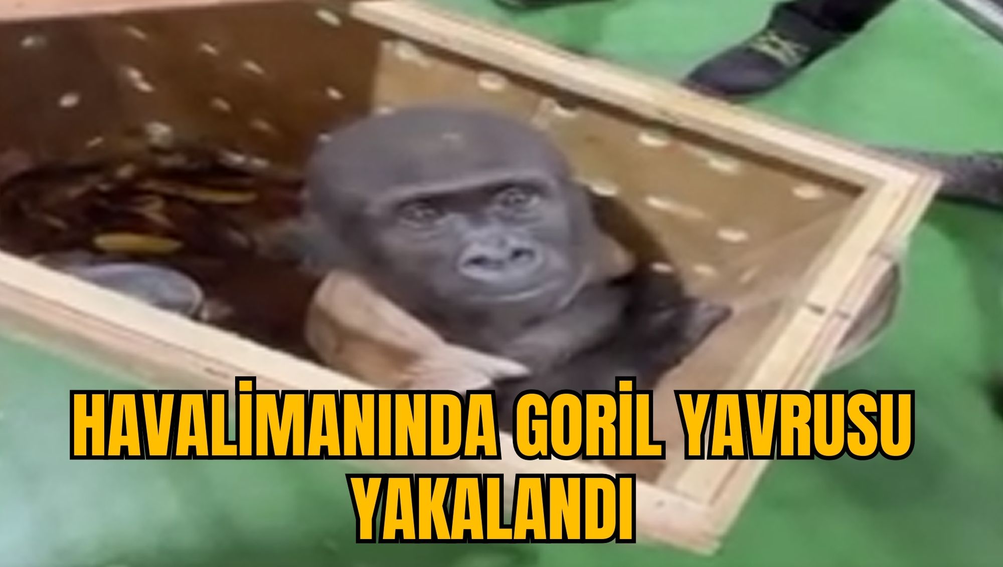 HAVALİMANINDA GORİL YAVRUSU YAKALANDI