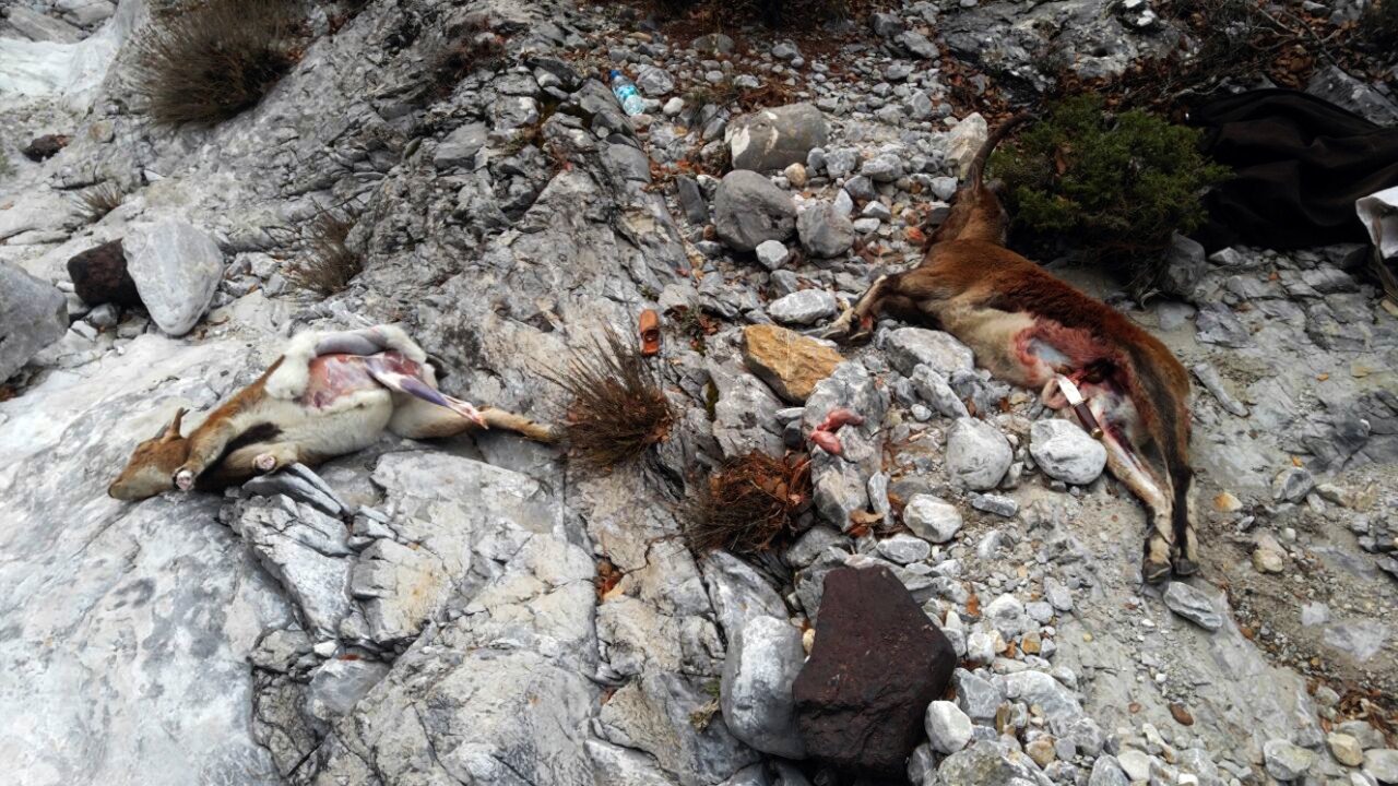 Jandarmadan kaçak av operasyonu