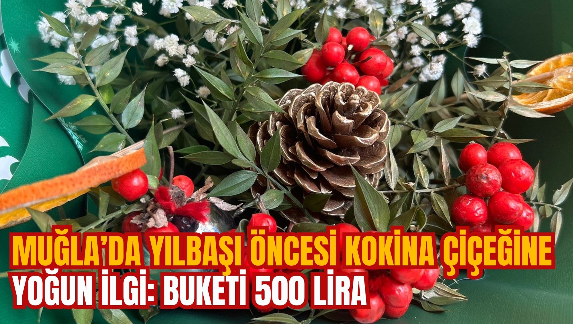 MUĞLA’DA YILBAŞI ÖNCESİ KOKİNA ÇİÇEĞİNE YOĞUN İLGİ: BUKETİ 500 LİRA