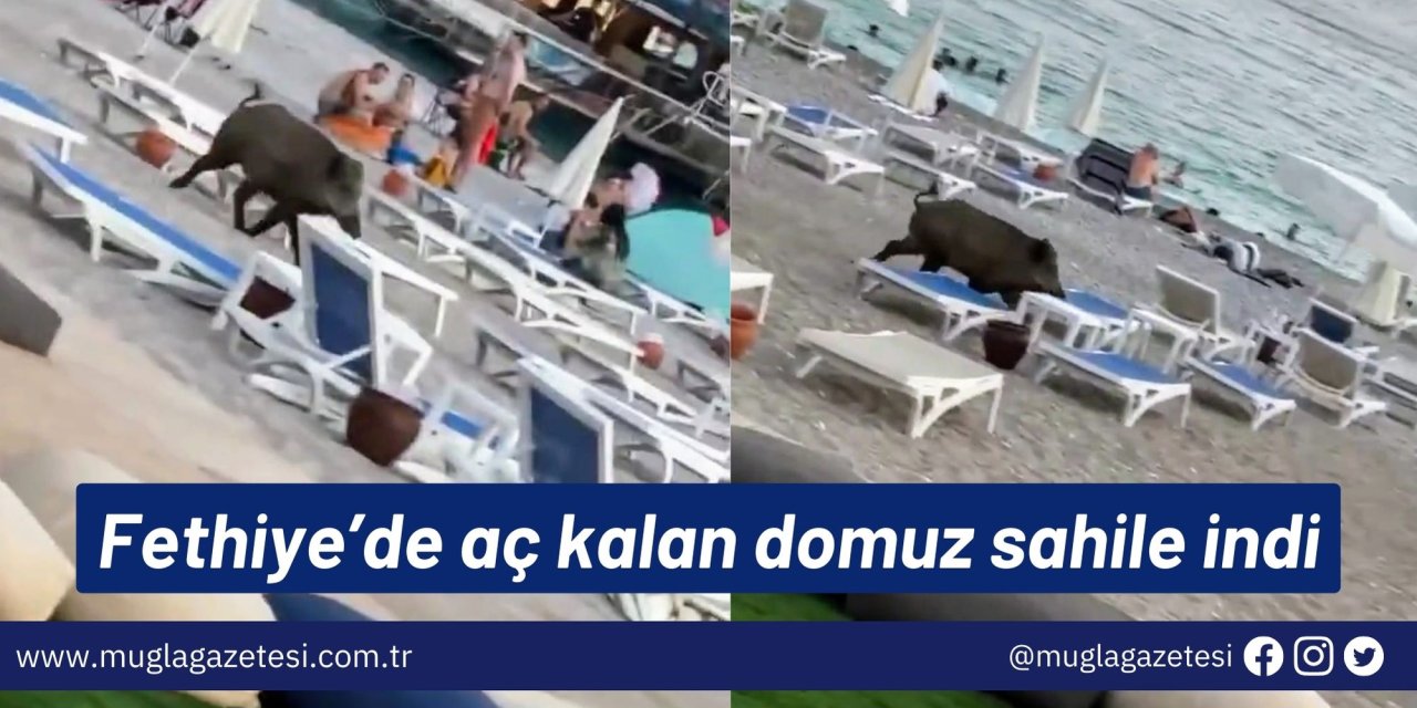 Fethiye’de aç kalan domuz sahile indi