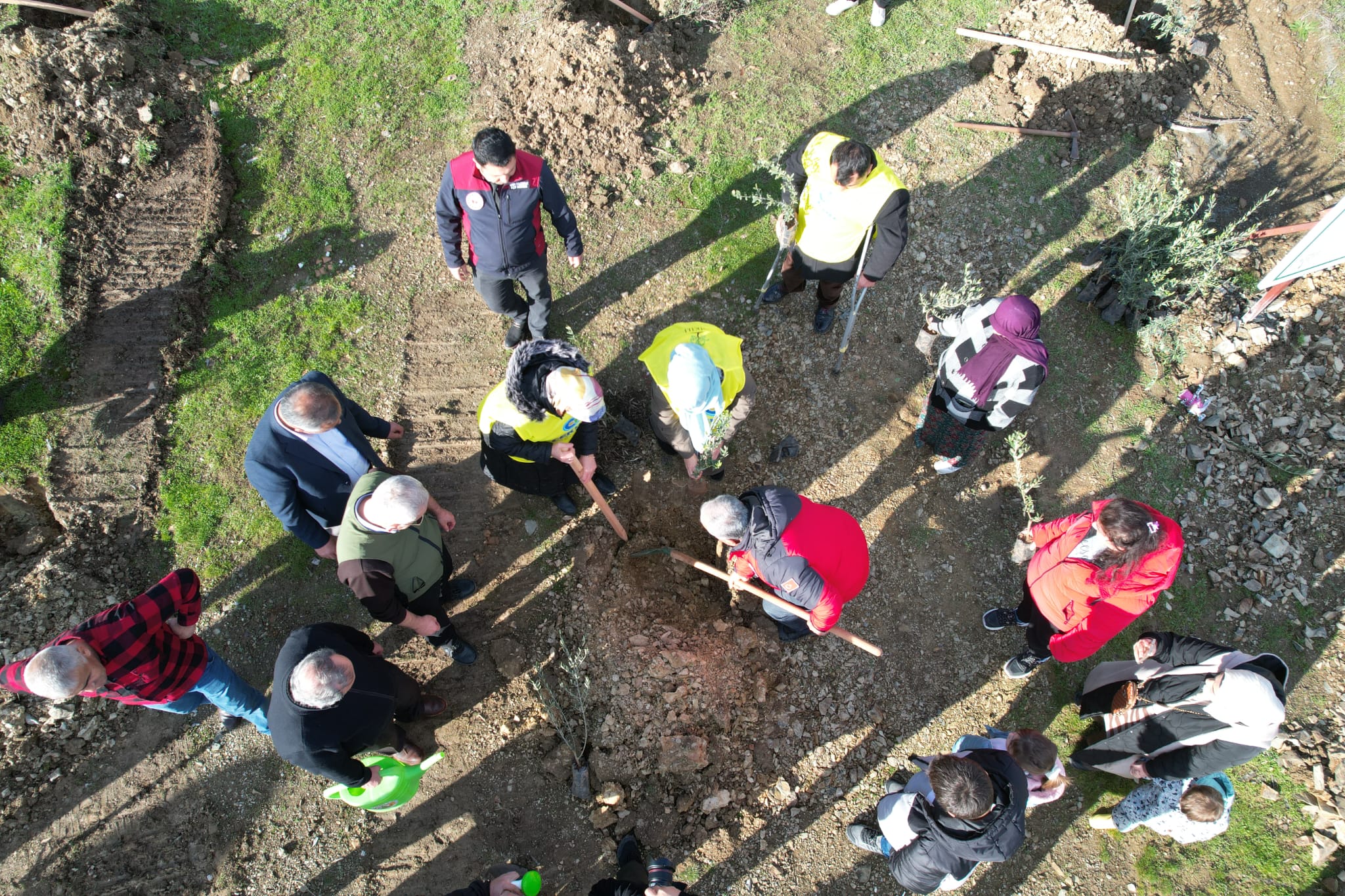 Muğla’da Yangından Zarar Gören Alanlara Zeytin Fidanı Umudu