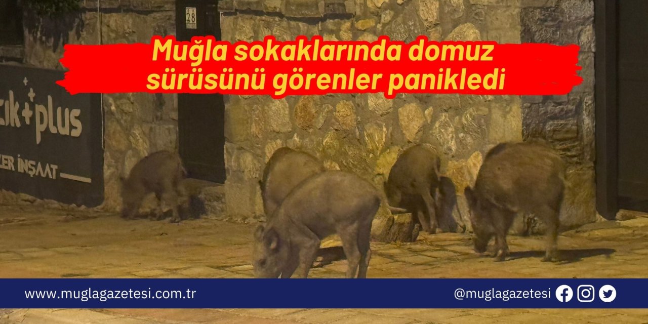 Muğla sokaklarında domuz sürüsünü görenler panikledi