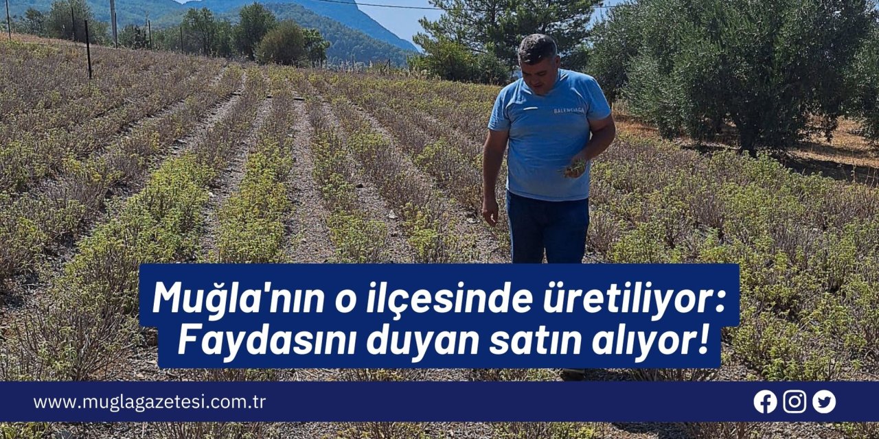 Muğla'nın o ilçesinde üretiliyor: Faydasını duyan satın alıyor!