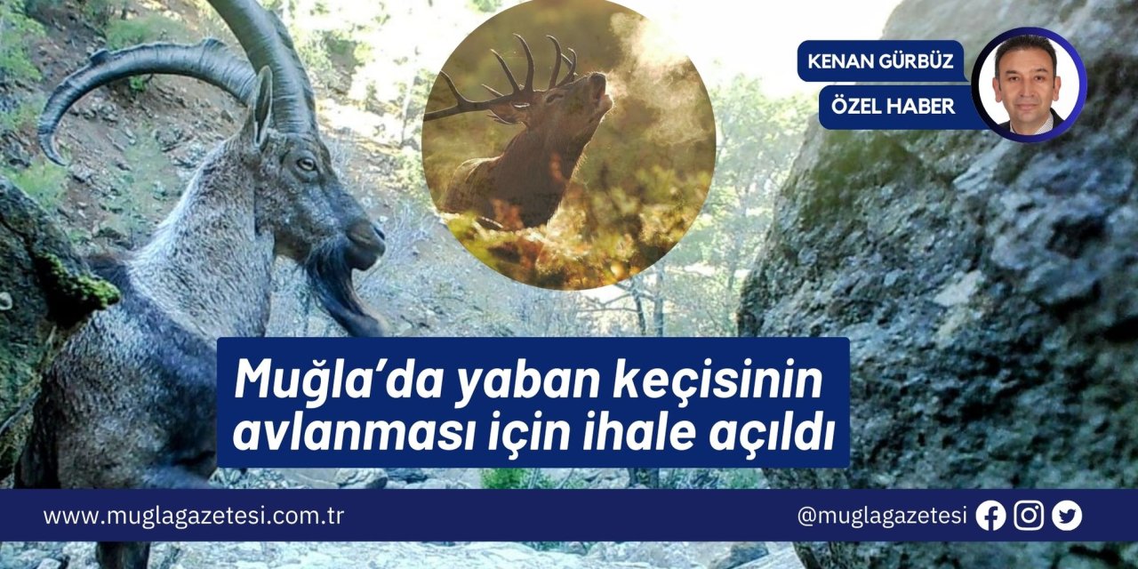 Muğla’da yaban keçisinin avlanması için ihale açıldı