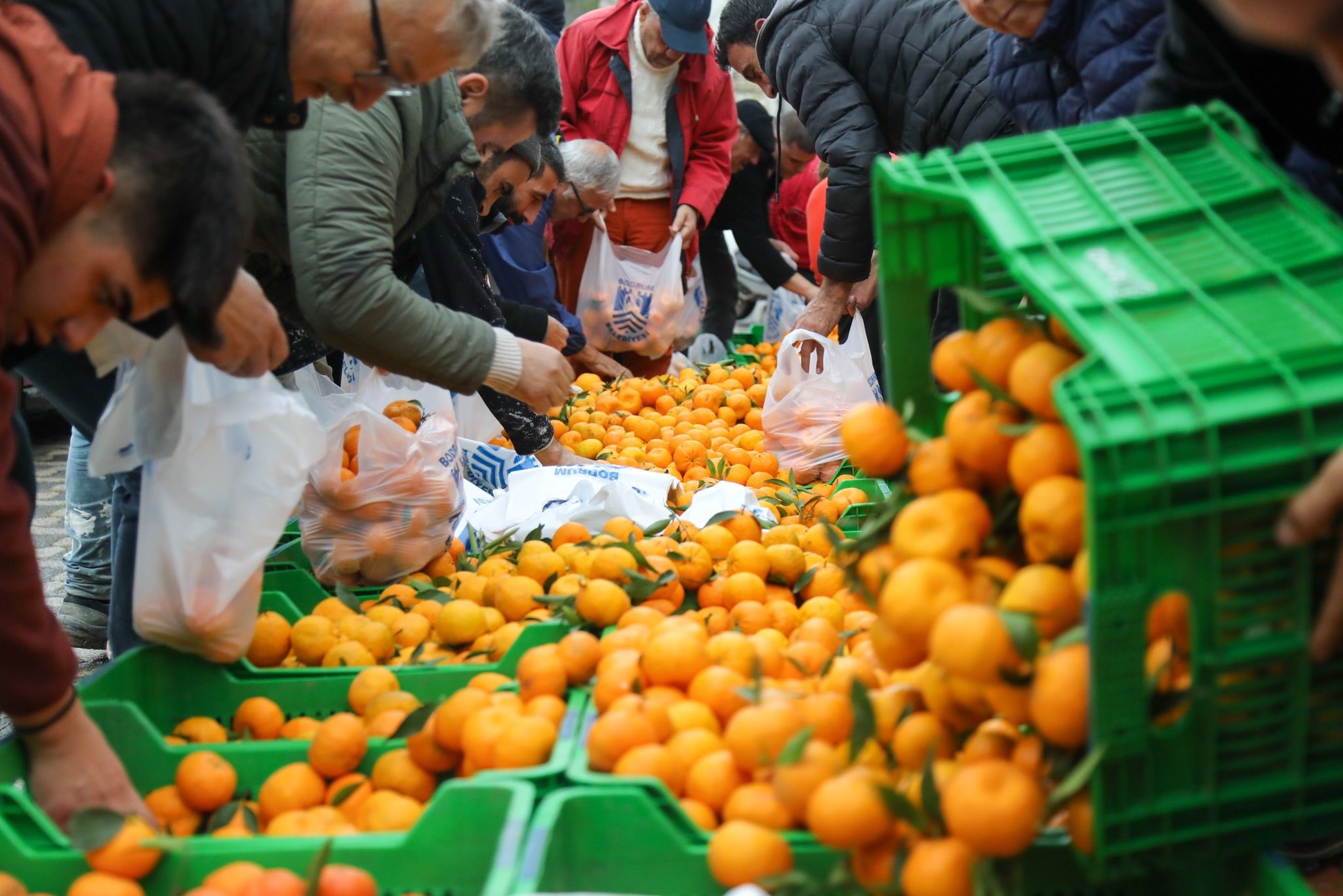 BODRUMLULAR MANDALİNAYA DOYDU