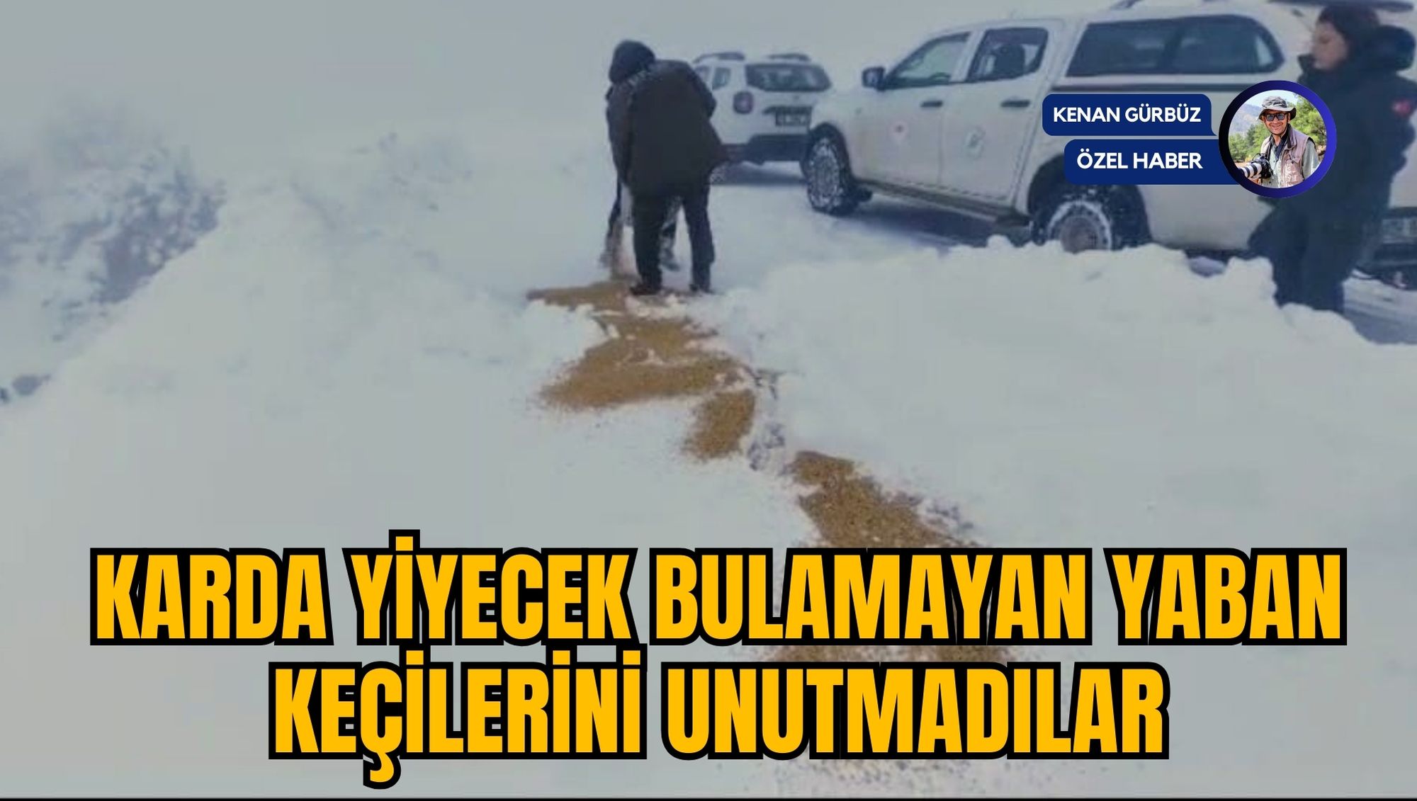 KARDA YİYECEK BULAMAYAN YABAN KEÇİLERİNİ UNUTMADILAR