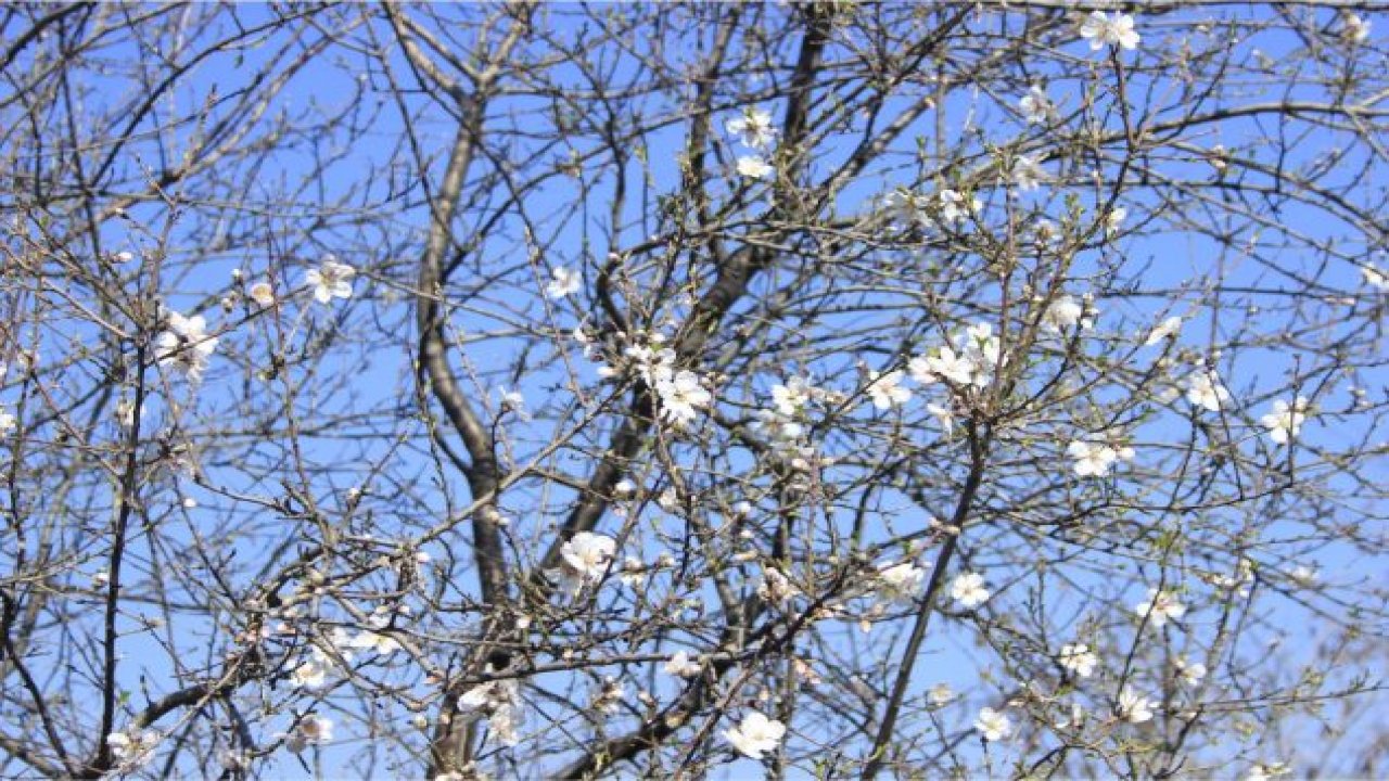 Milas'ta yalancı bahar