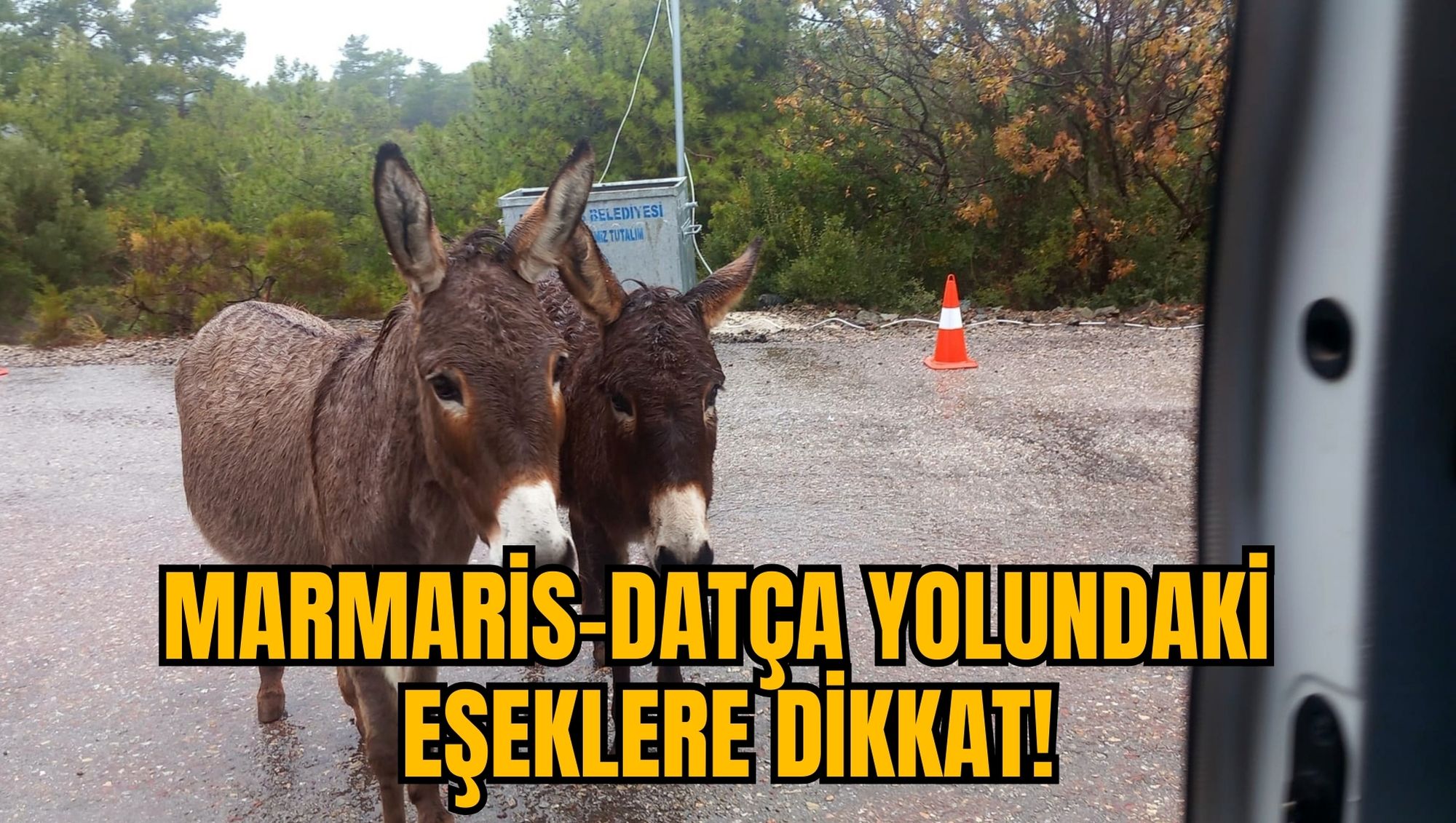MARMARİS-DATÇA YOLUNDAKİ EŞEKLERE DİKKAT!