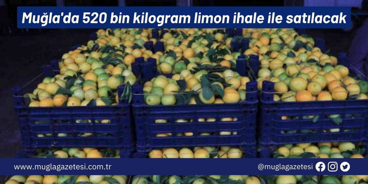 Muğla'da 520 bin kilogram limon ihale ile satılacak