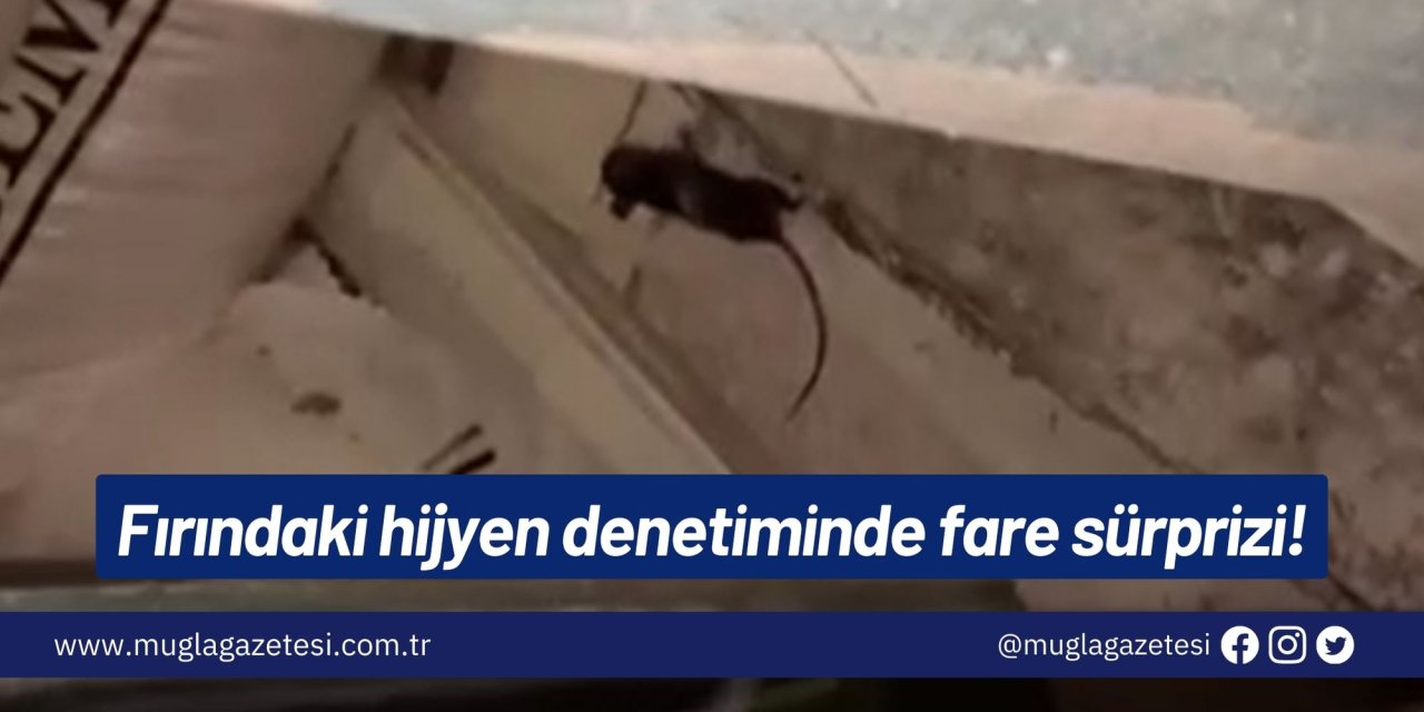 Fırındaki hijyen denetiminde fare sürprizi!