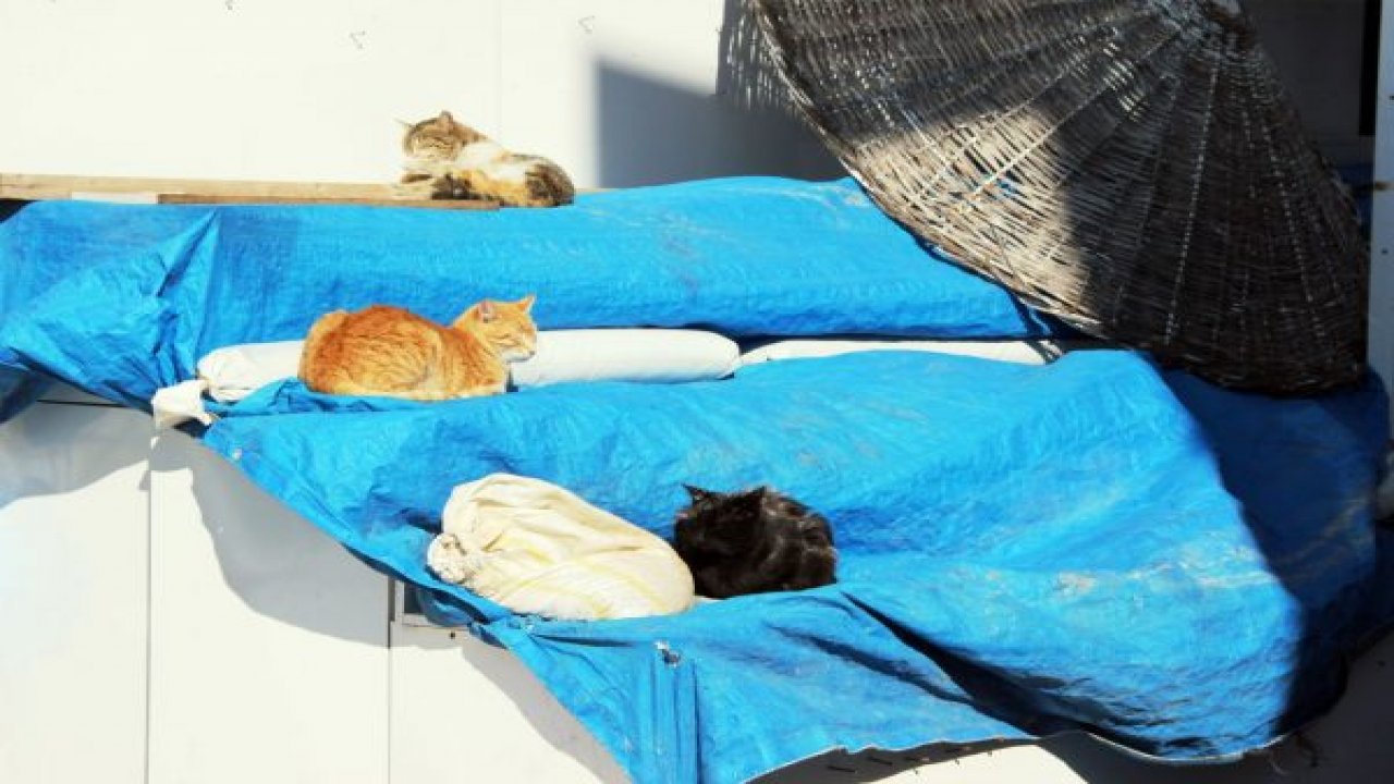 Sahiller sokak hayvanlarına kaldı