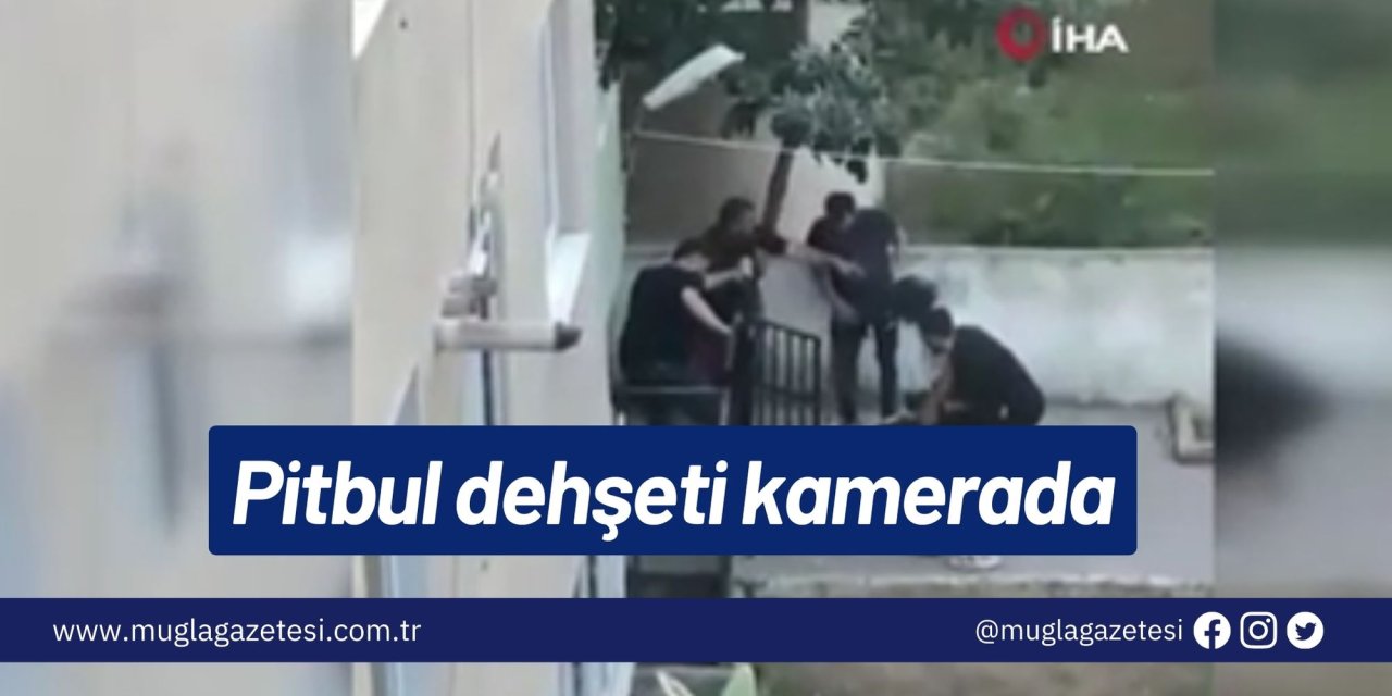 Pitbul dehşeti kamerada