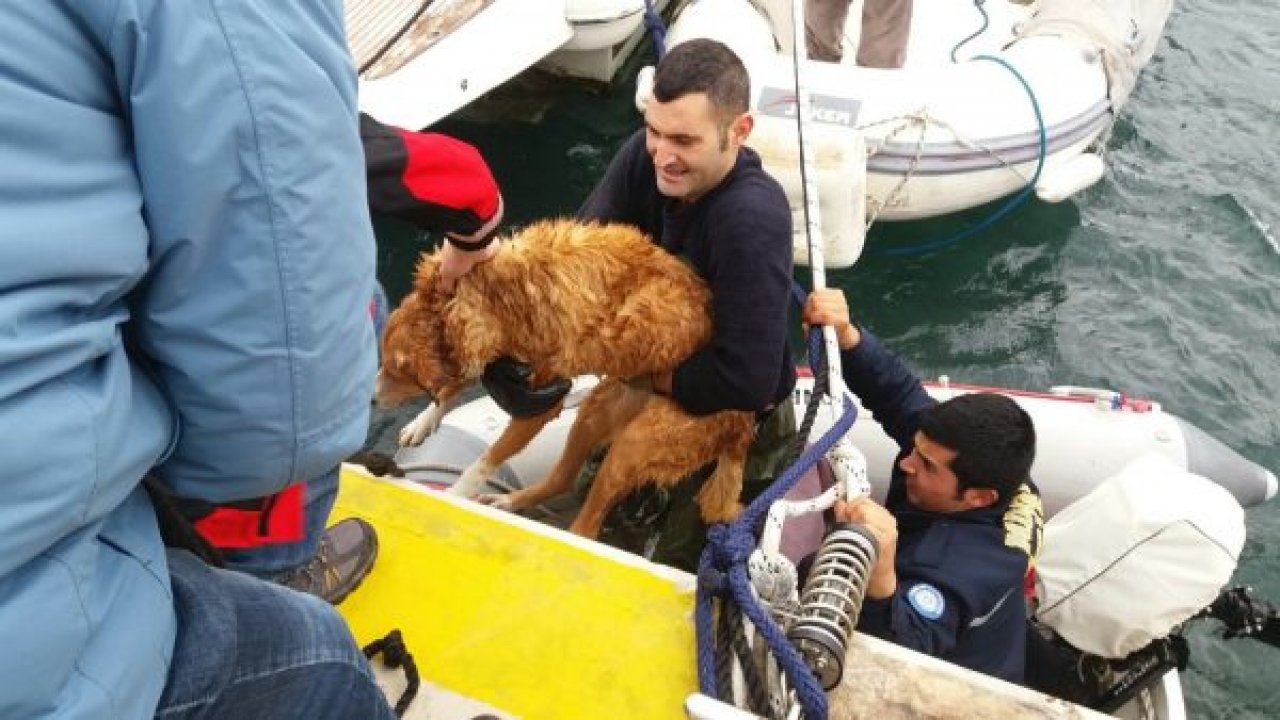 Köpeğin imdanına yetiştiler