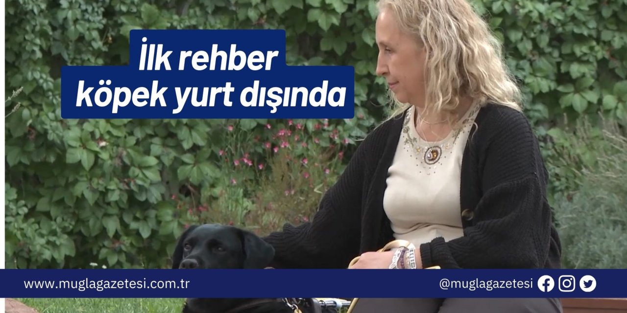 İlk rehber köpek yurt dışında