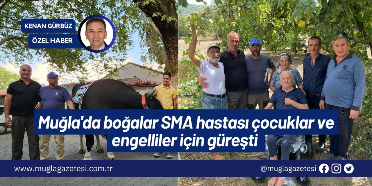 Muğla'da boğalar SMA hastası çocuklar ve engelliler için güreşti