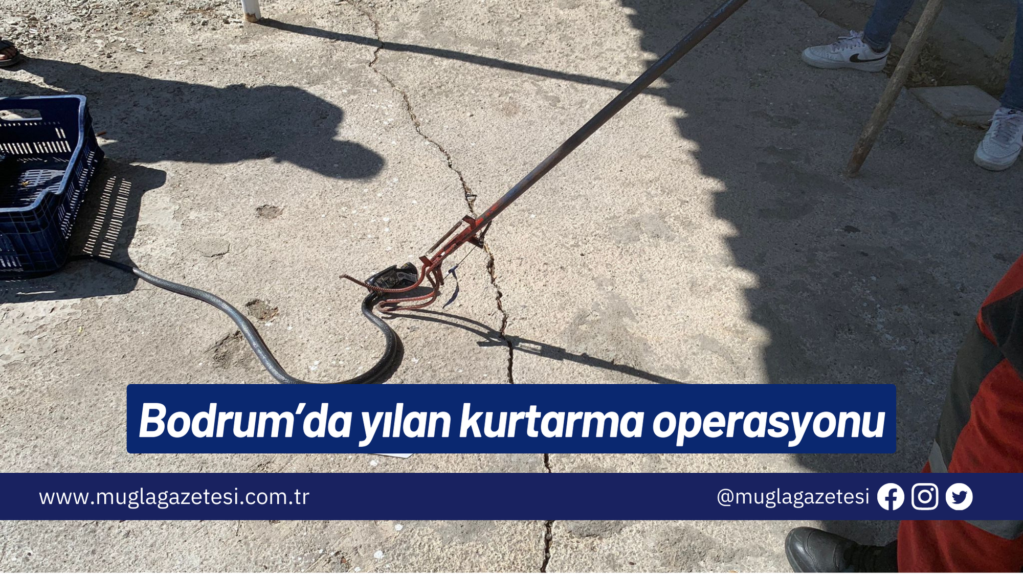 Bodrum’da yılan kurtarma operasyonu