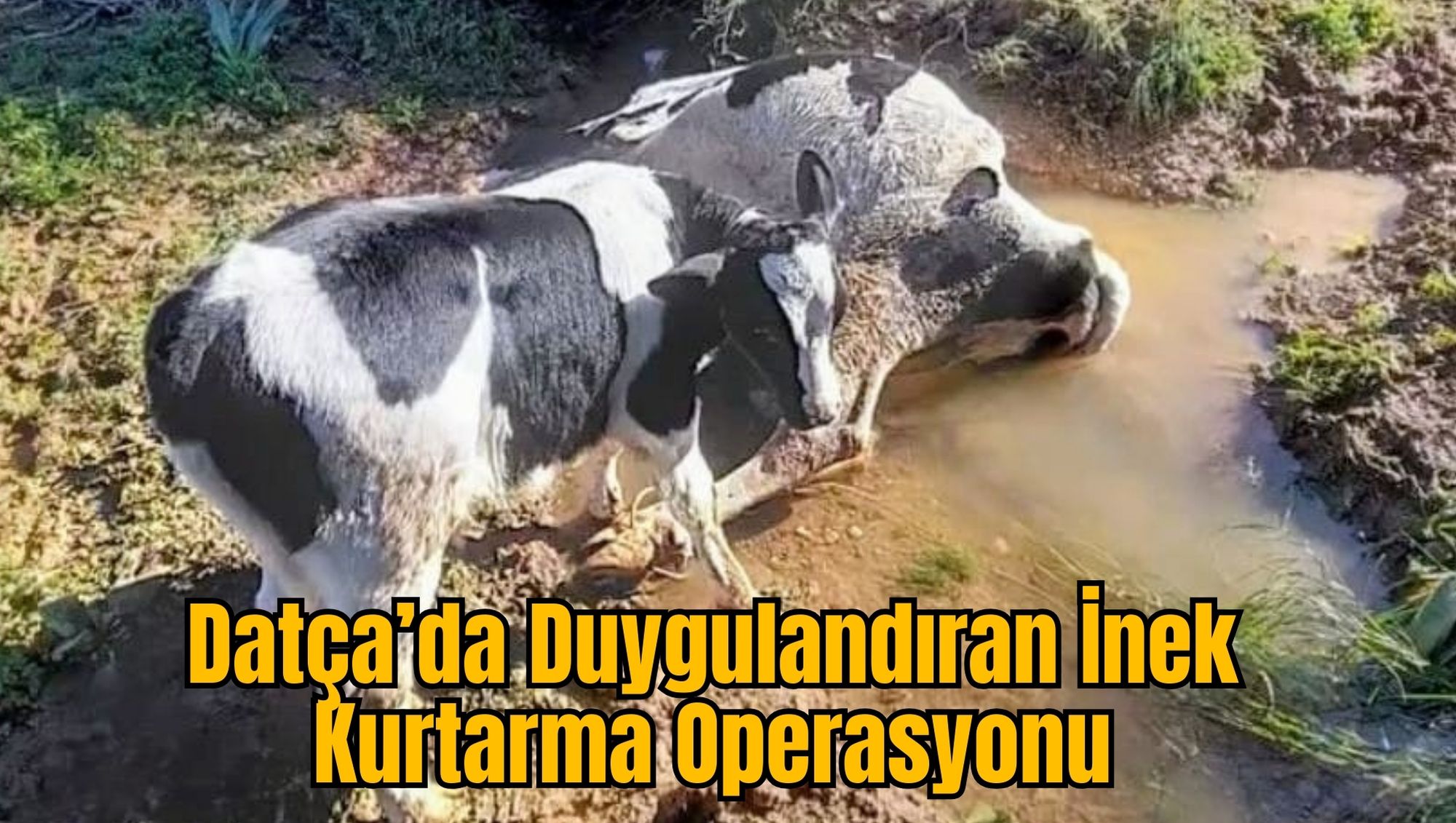 Datça’da Duygulandıran İnek Kurtarma Operasyonu