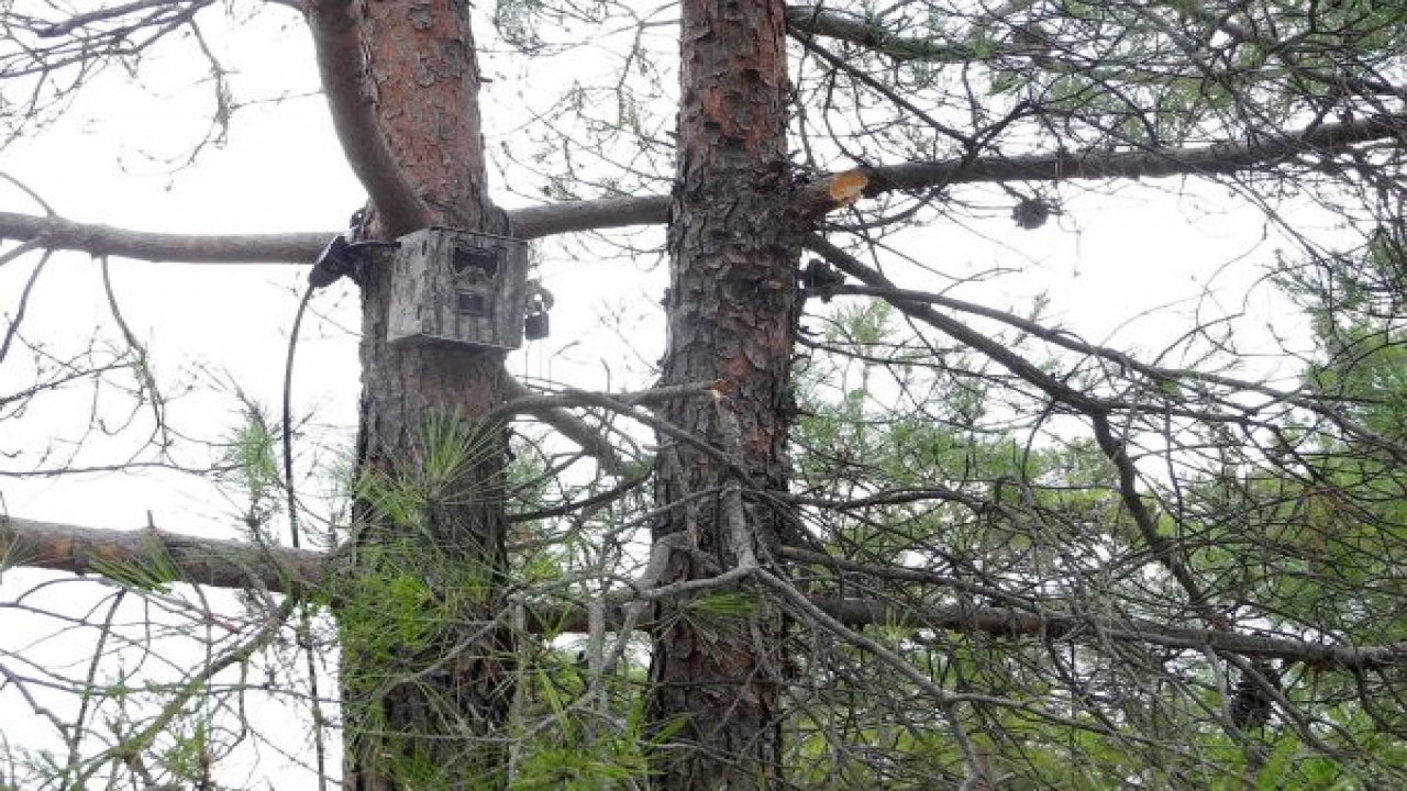 Muğla ormanları için fotokapan desteği sürüyor