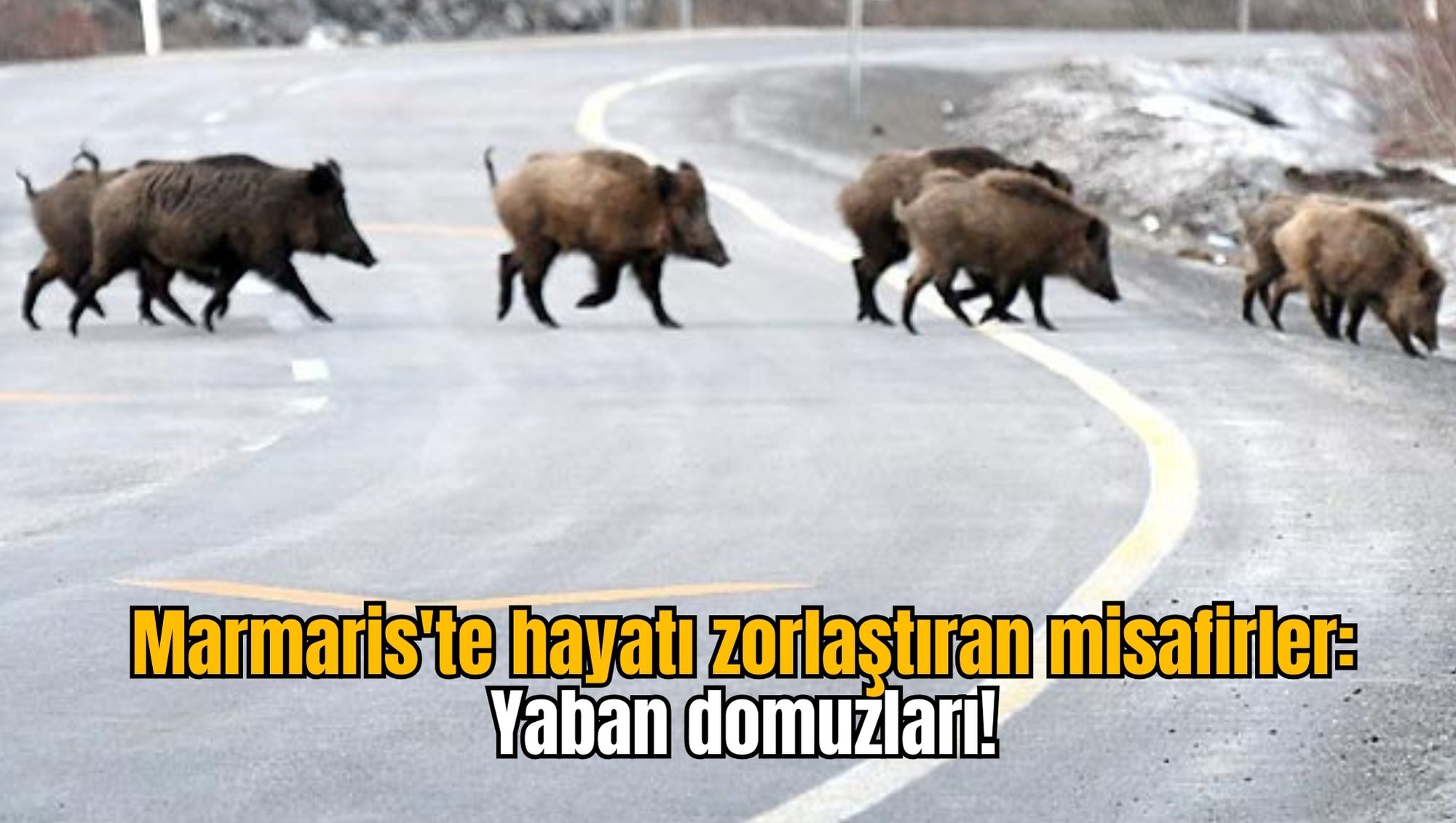 Marmaris'te hayatı zorlaştıran misafirler: Yaban domuzları!