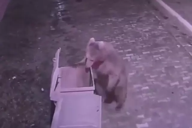 Ayı Barınaktan Kaçtı, Camiden Anons Verildi