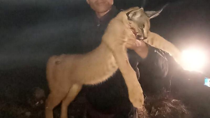 Karakulak Avladı: 611 Bin Ceza Yedi