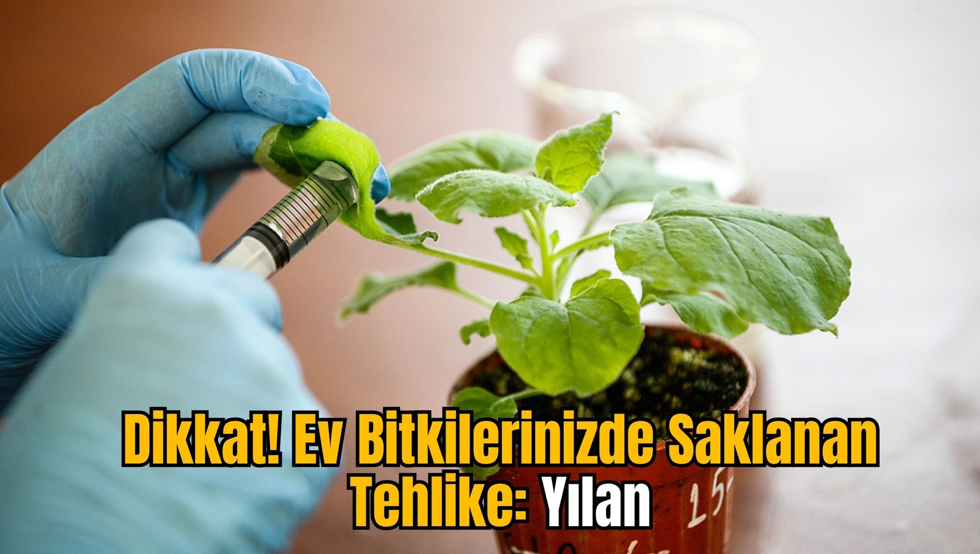 Dikkat! Ev Bitkilerinizde Saklanan Tehlike: Yılan