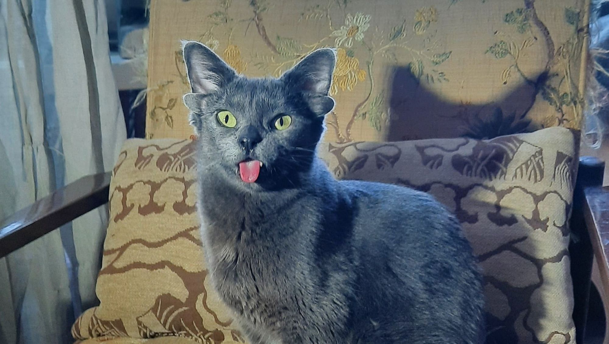 Nadir Görülen Mutasyon: Dört Kulaklı Kedi Midas Sosyal Medyayı Fethetti