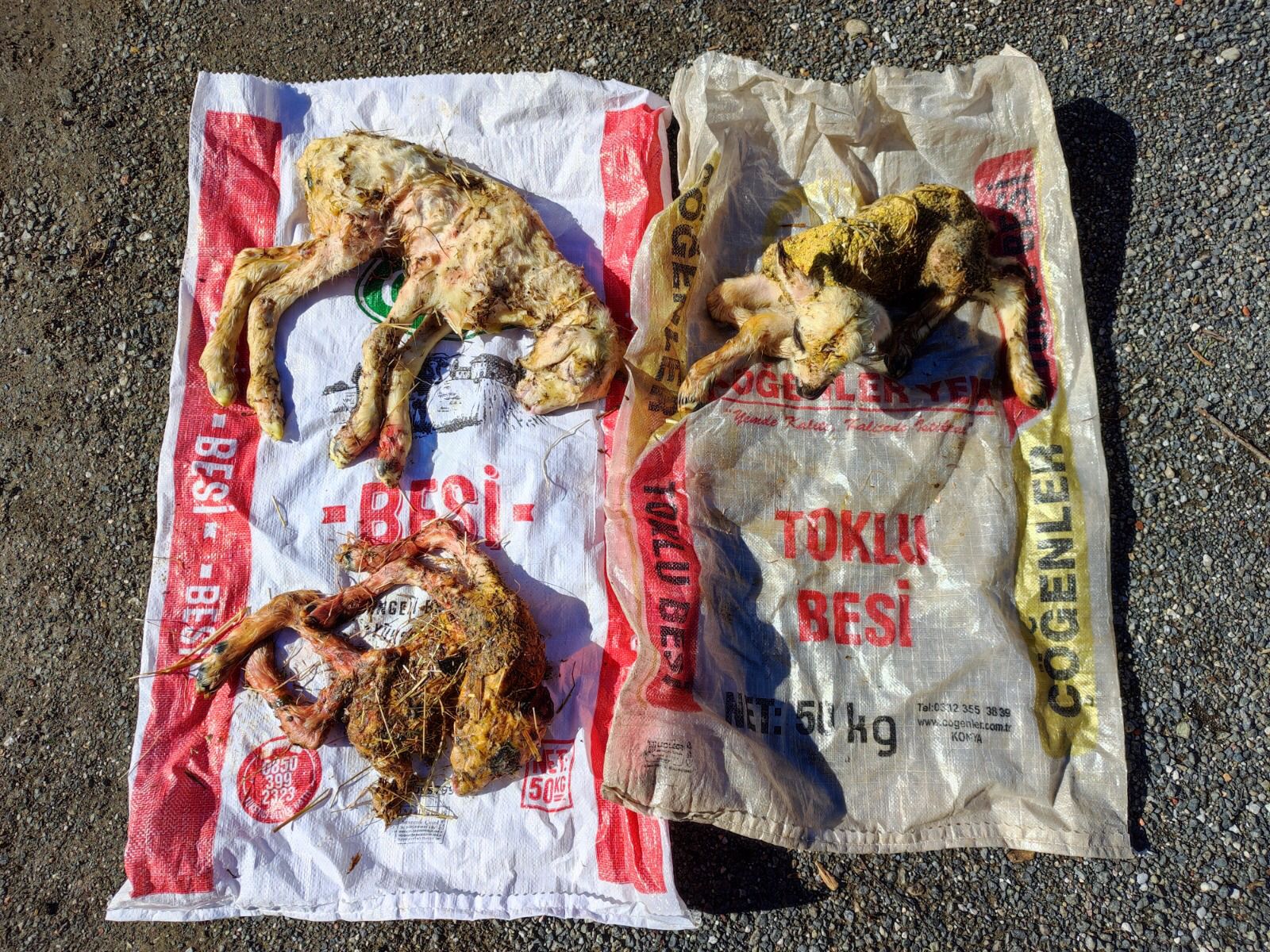 Muğla’da AKABANE Hastalığına Karşı Önlemler Alındı