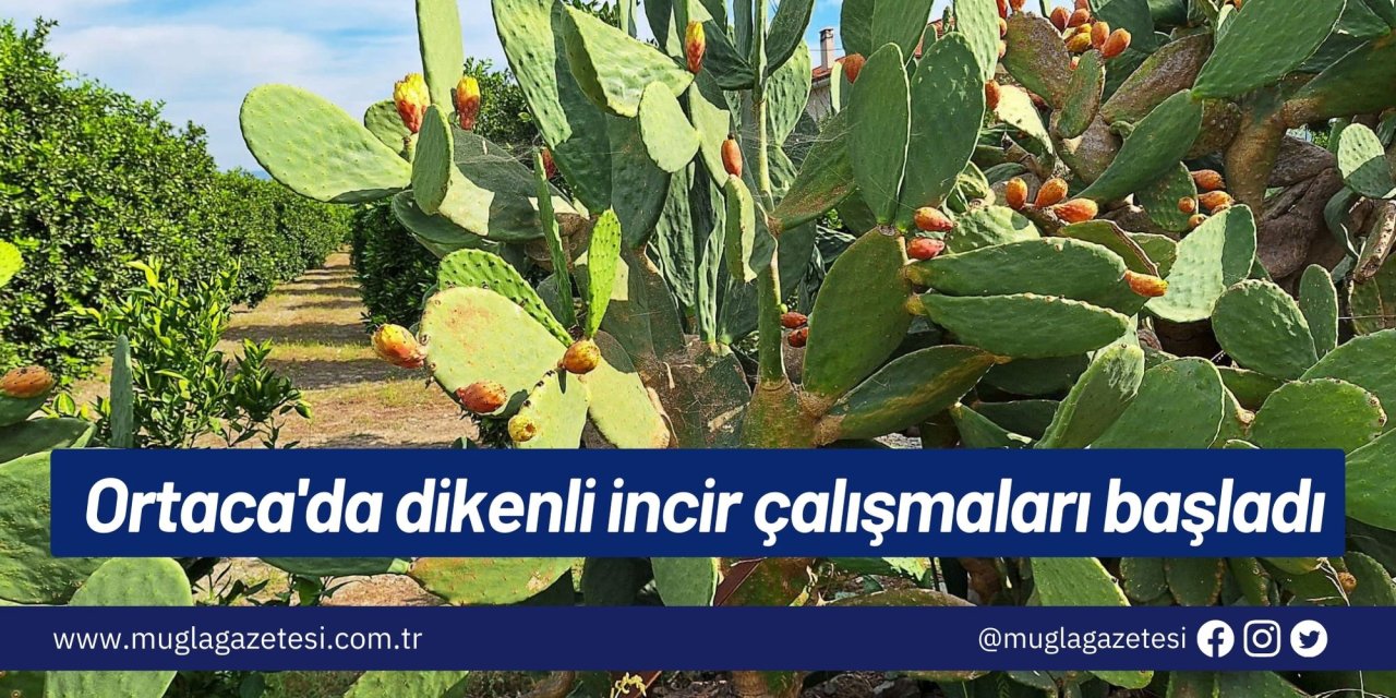 Ortaca'da dikenli incir çalışmaları başladı