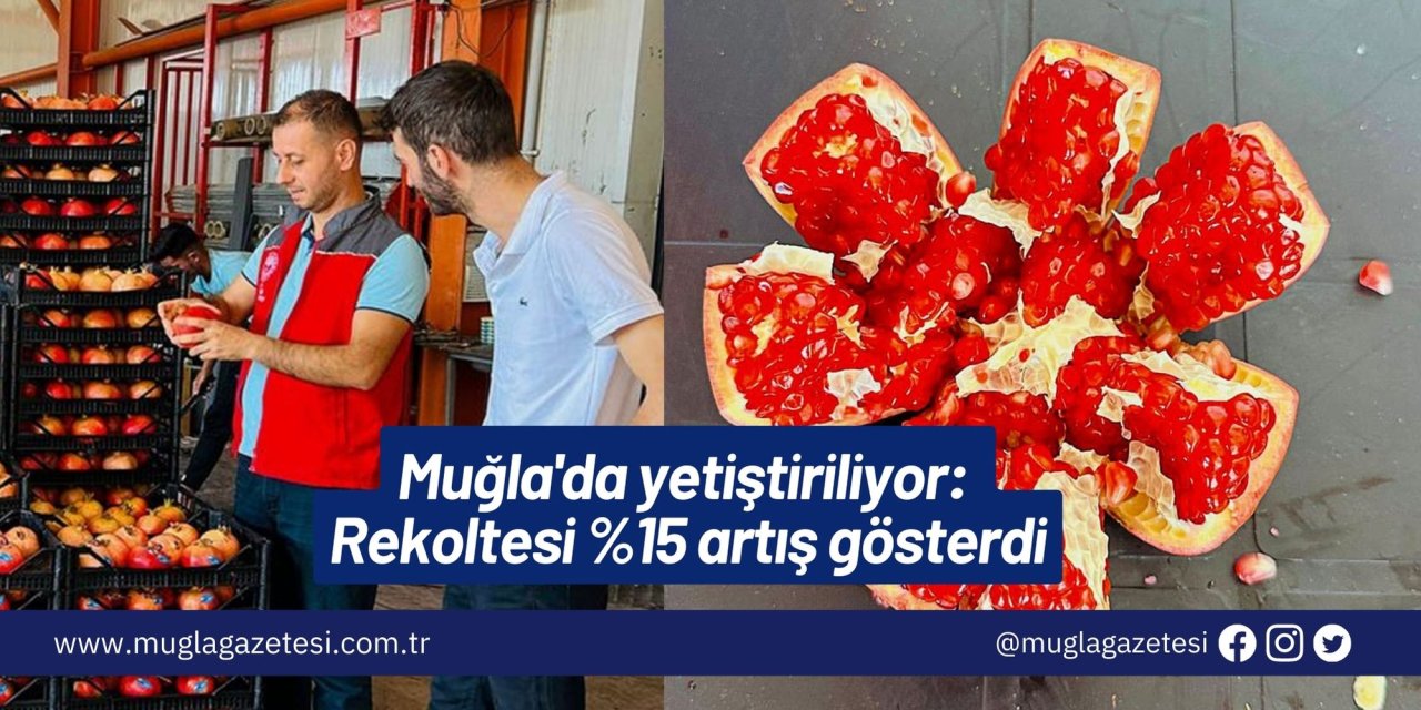 Muğla'da yetiştiriliyor: Rekoltesi %15 artış gösterdi