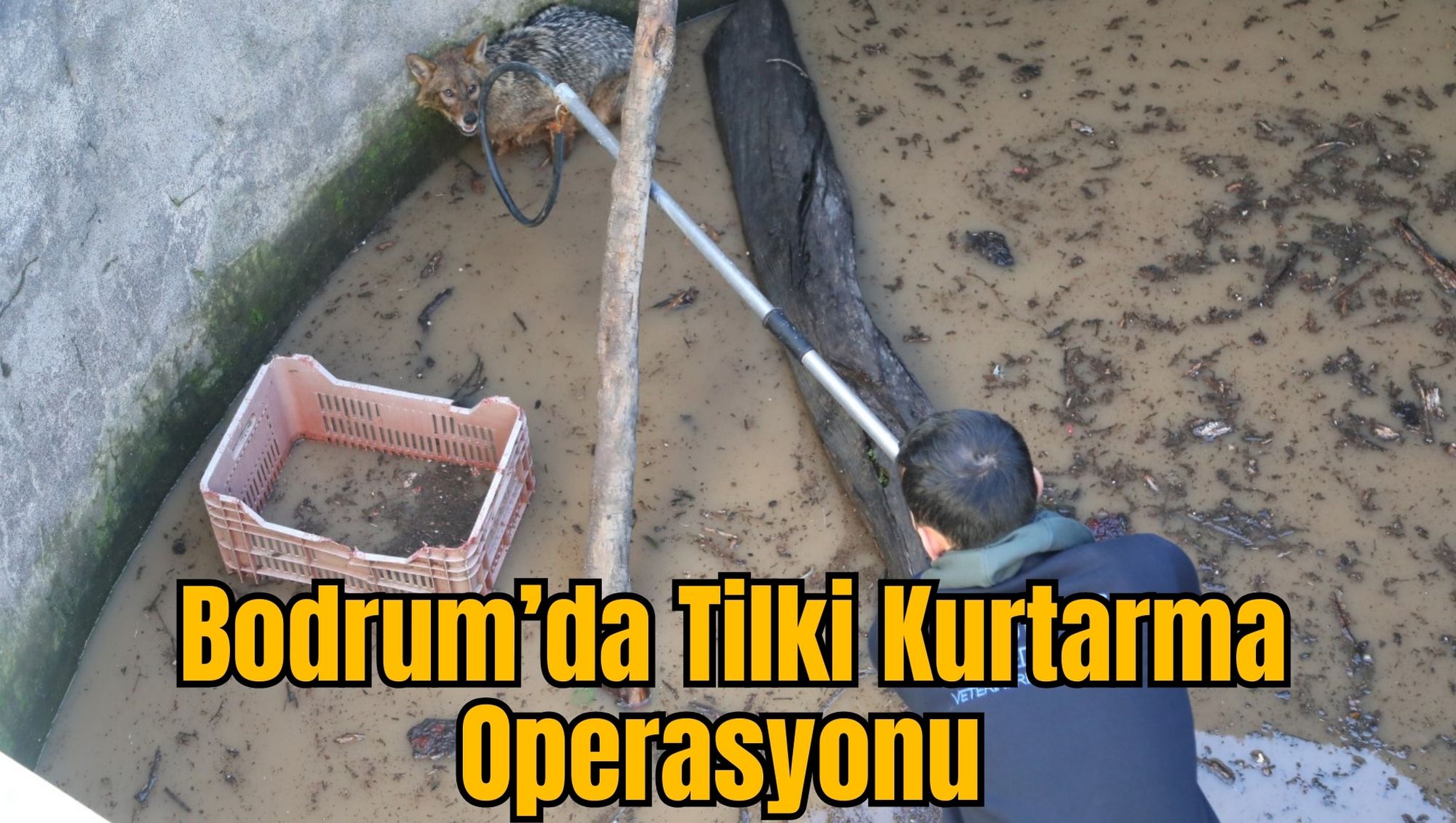 Bodrum’da Tilki Kurtarma Operasyonu