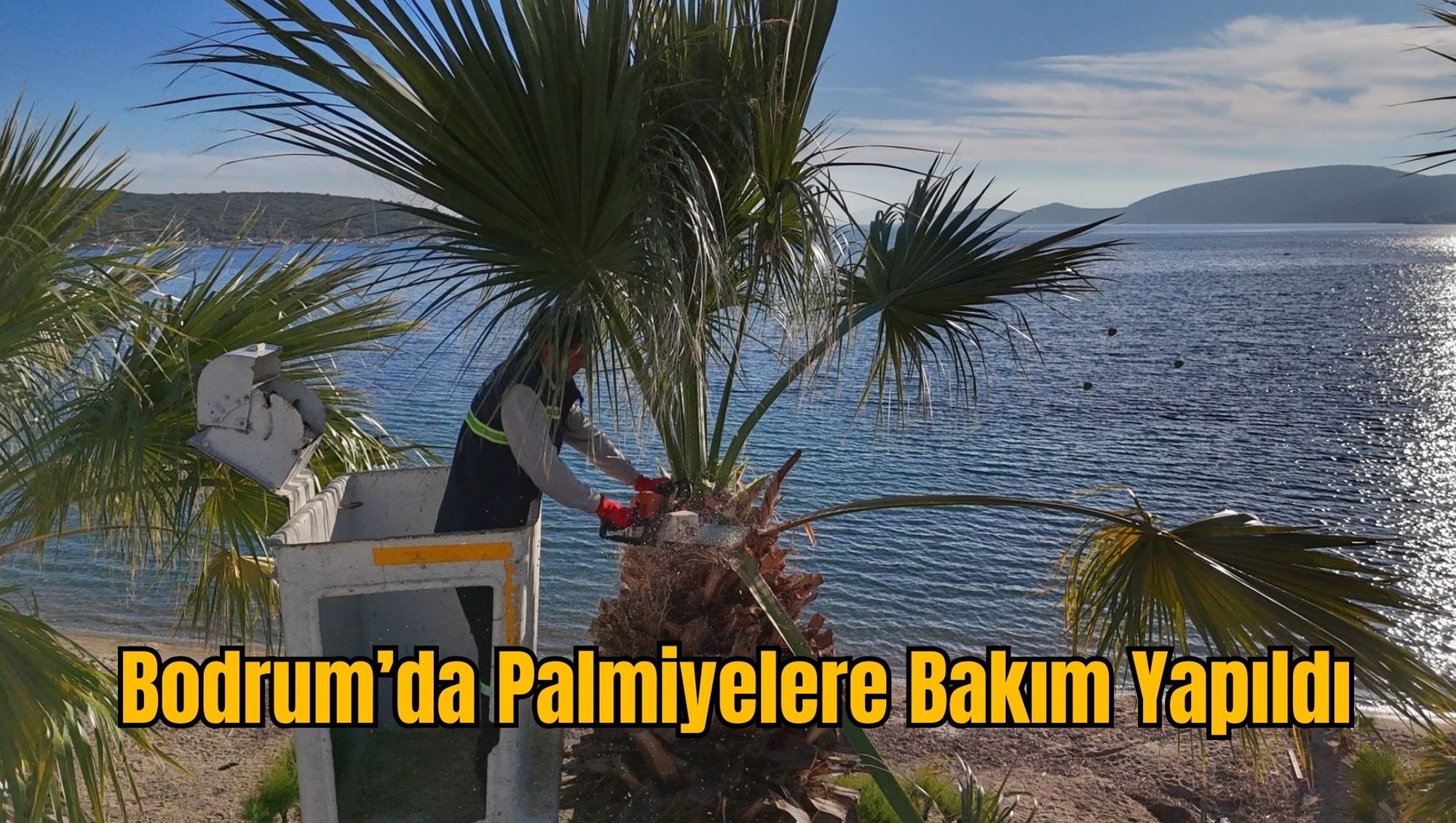 Bodrum’da Palmiyelere Bakım Yapıldı