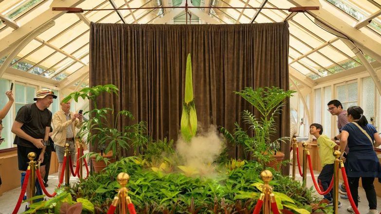 Herkes Dev Penis Çiçeğinin 24 Saatlik Şovunu Bekliyor