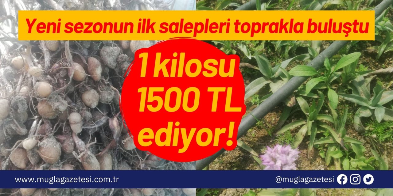 1 kilosu 1500 TL ediyor: Yeni sezonun ilk salepleri toprakla buluştu