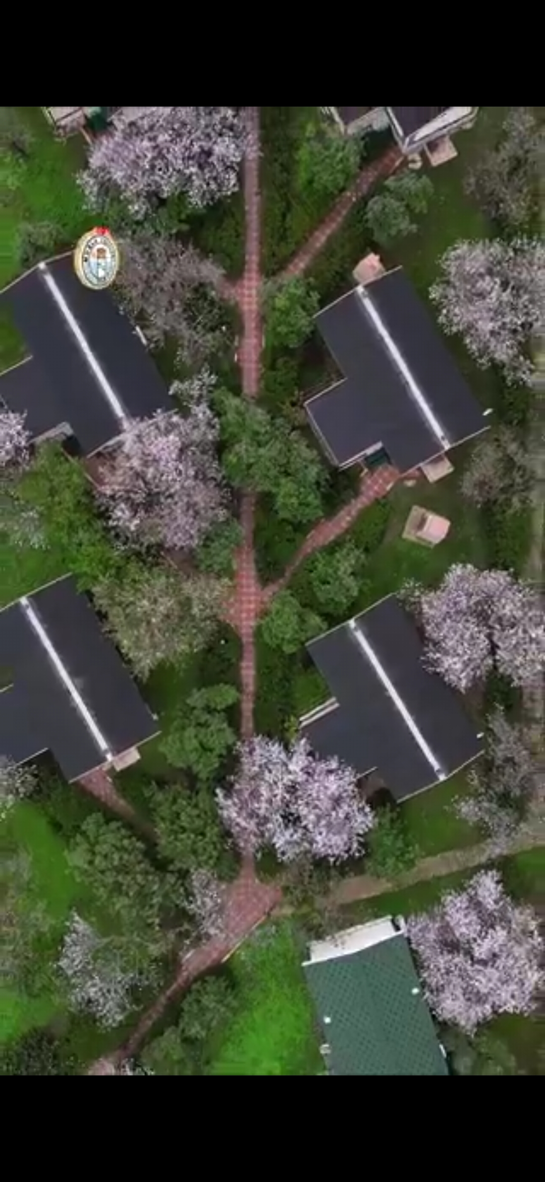 Datça’da Baharın Müjdecisi Badem Çiçekleri Açtı