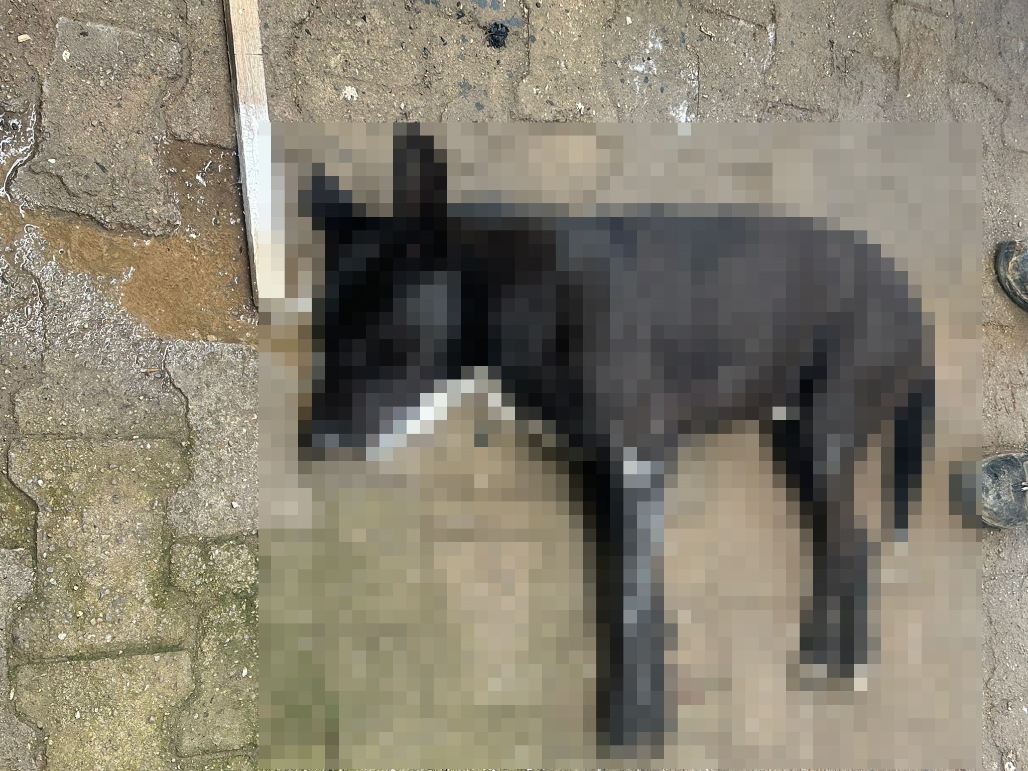 Bodrum'da Yürek Dağlayan Görüntüler: Hayvan Katliamı