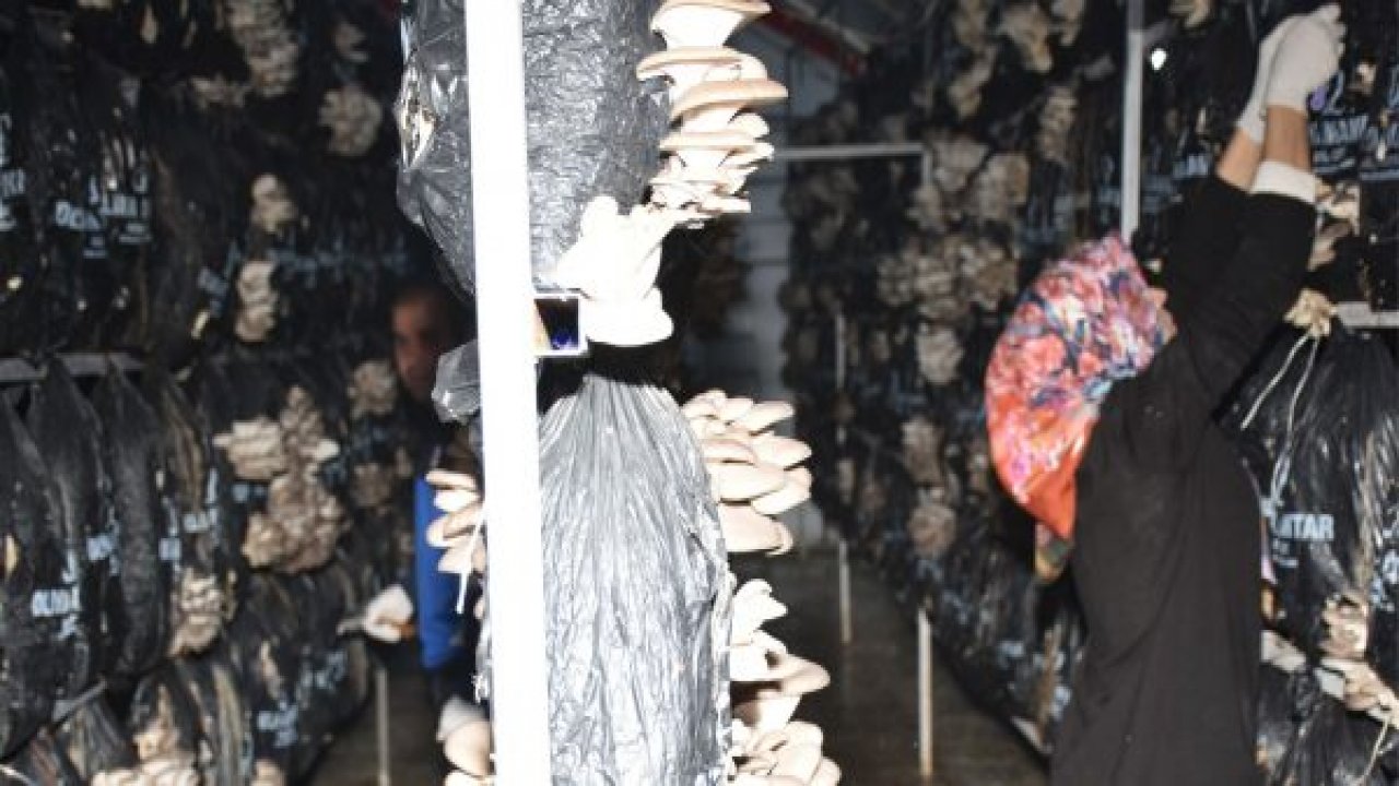 Kayın Mantarı Genç Çiftçi Ailesinin Yüzünü Güldürdü