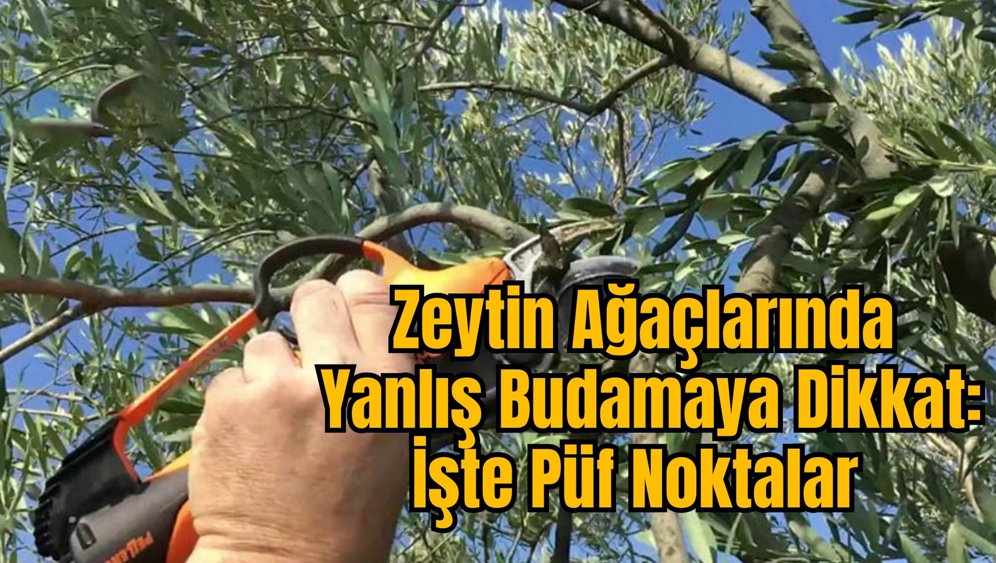 Zeytin Ağaçlarında Yanlış Budamaya Dikkat:İşte Püf Noktalar