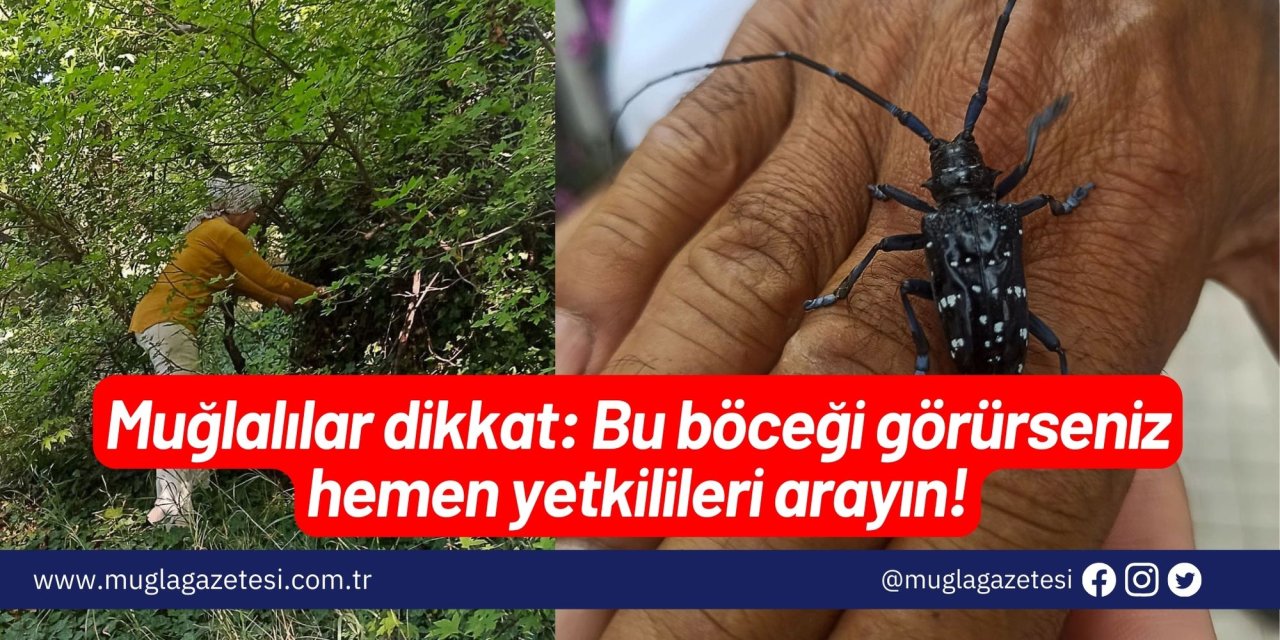 Muğlalılar dikkat: Bu böceği görürseniz hemen yetkilileri arayın!