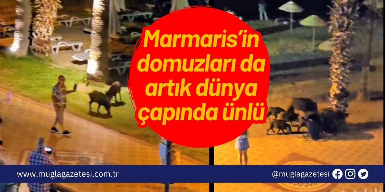 Marmaris’in domuzları da artık dünya çapında ünlü