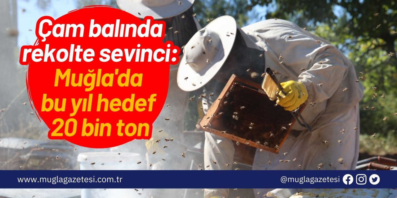 Çam balında rekolte sevinci: Muğla'da bu yıl hedef 20 bin ton...