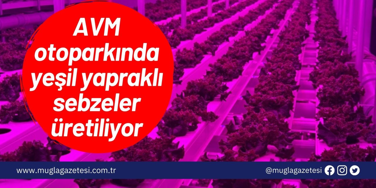 AVM otoparkında yeşil yapraklı sebzeler üretiliyor