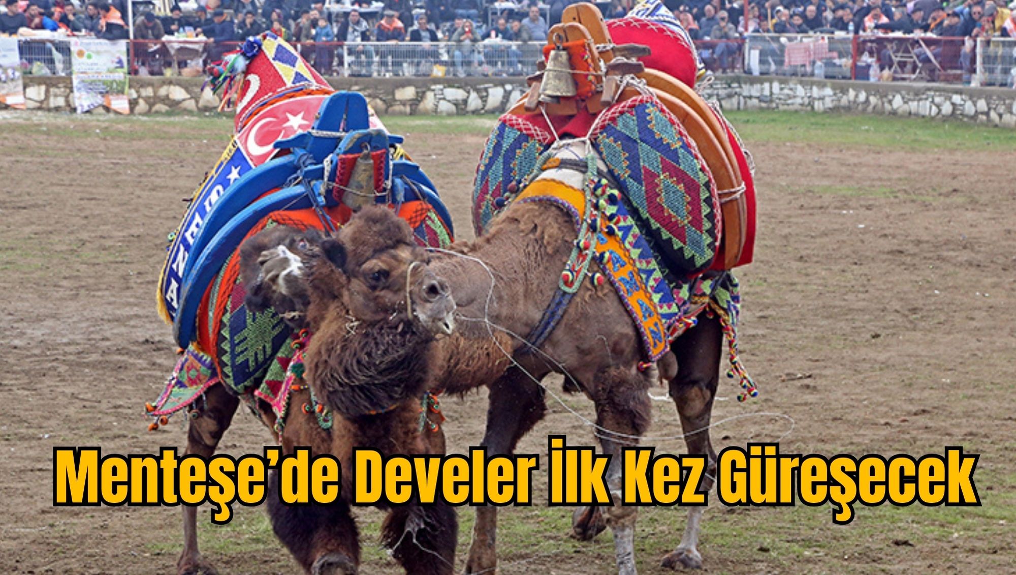 Menteşe’de Develer İlk Kez Güreşecek