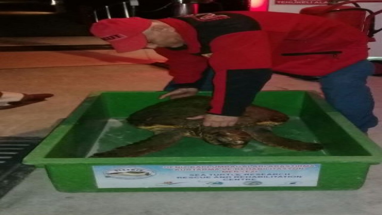 Caretta caretta kurtarıldı