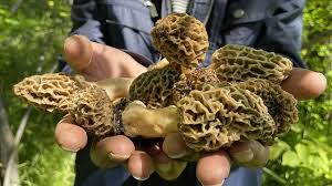 Muğla'nın Meşhur Kuzu Göbeği Mantarını Doğru Toplamanın Yolları