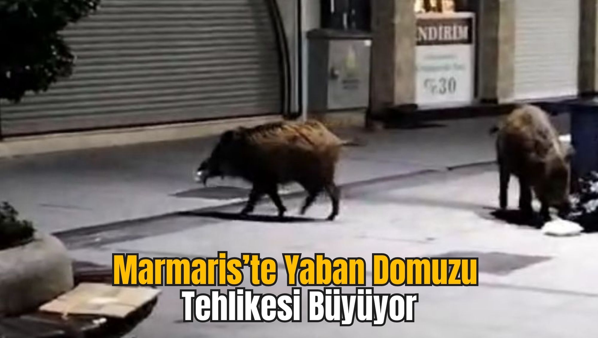 Marmaris’te Yaban Domuzu Tehlikesi Büyüyor