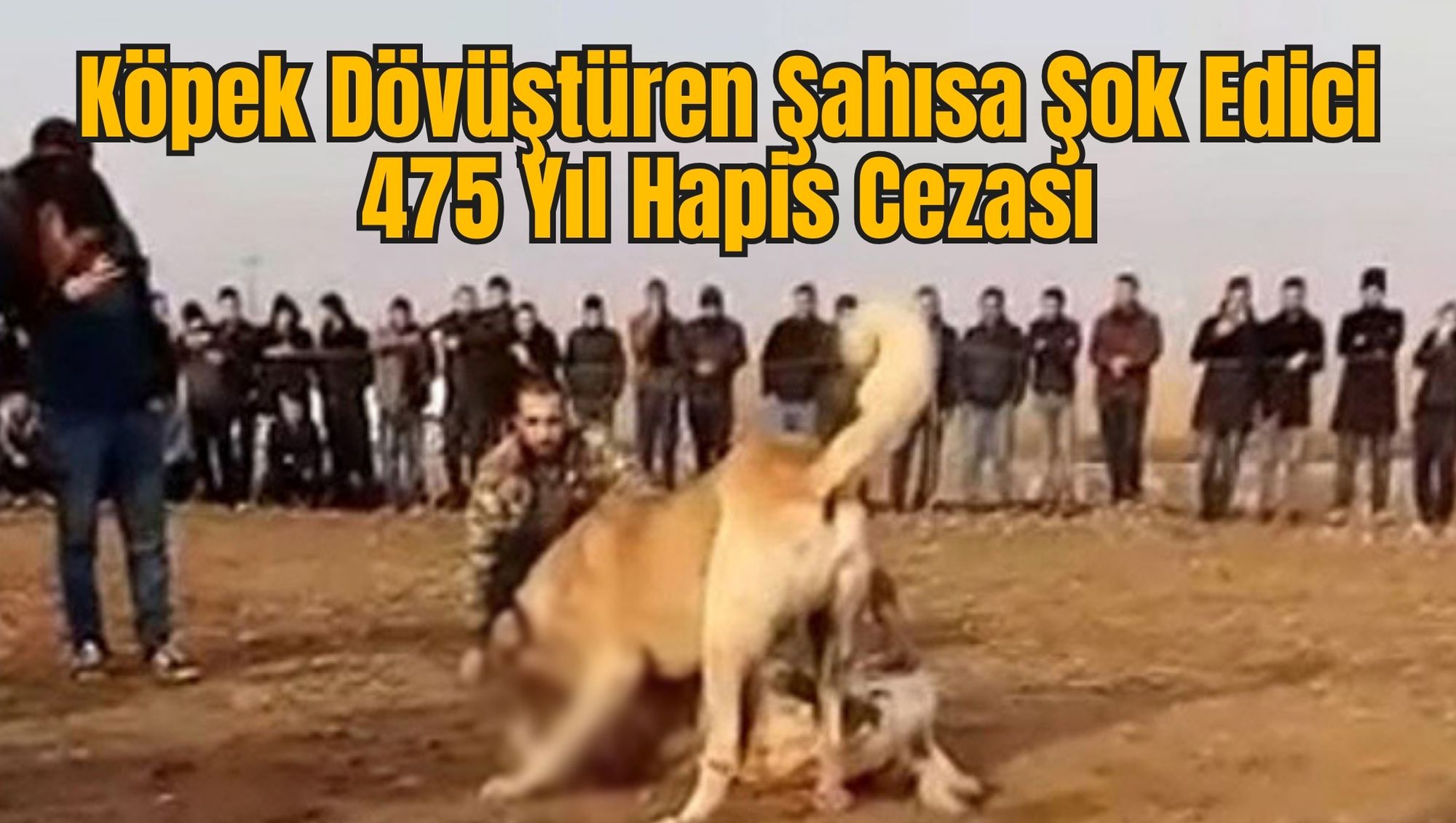 Köpek Dövüştüren Şahısa Şok Edici 475 Yıl Hapis Cezası